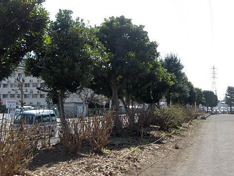 公共事業 街路樹の定期剪定、施工前