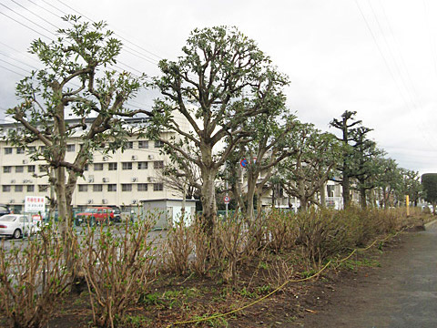 公共事業 街路樹の定期剪定、施工後