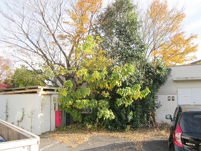 大きくなり過ぎた樹木剪定