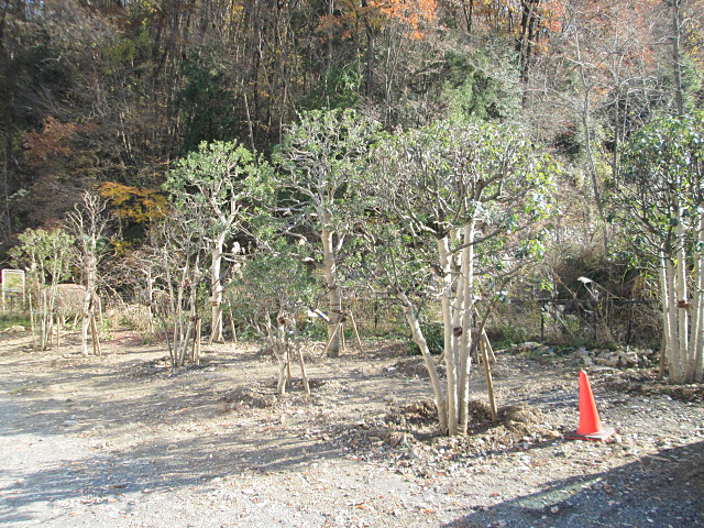 樹木、植木の移植作業