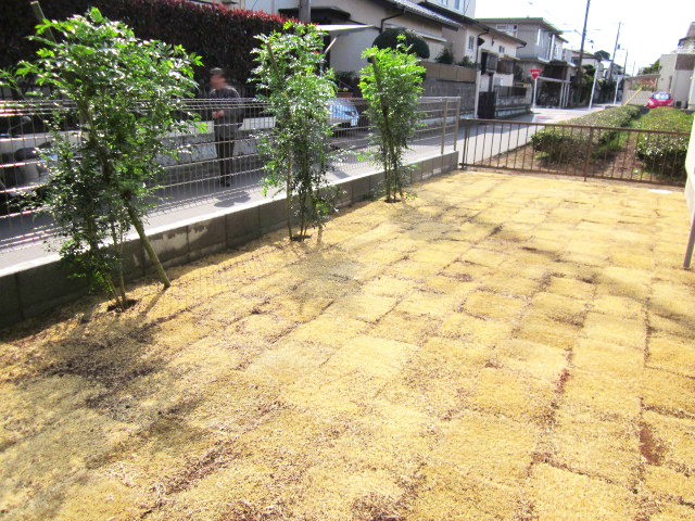 芝張りとシマトネリコ植栽