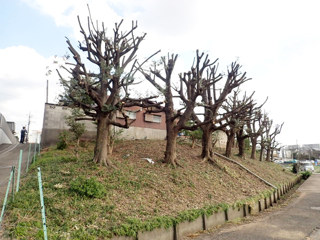 防風林の強剪定後1