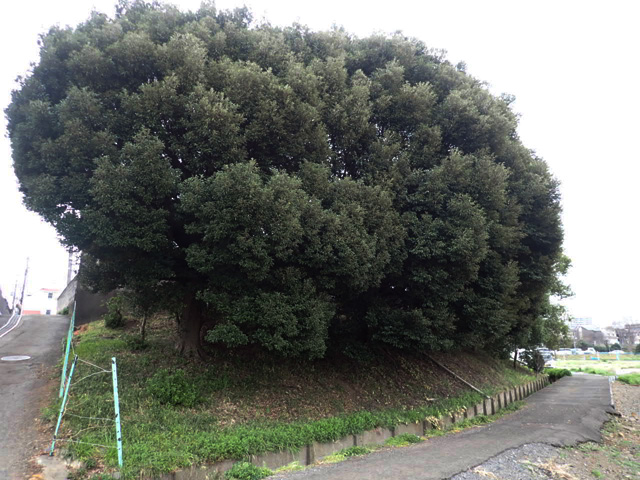法面の梅の木剪定