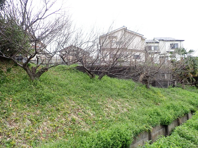 枝葉の強くを剪定しました。梅は成長が早いので毎年剪定が必要ですね。