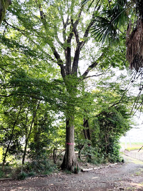 法面の梅の木の剪定です