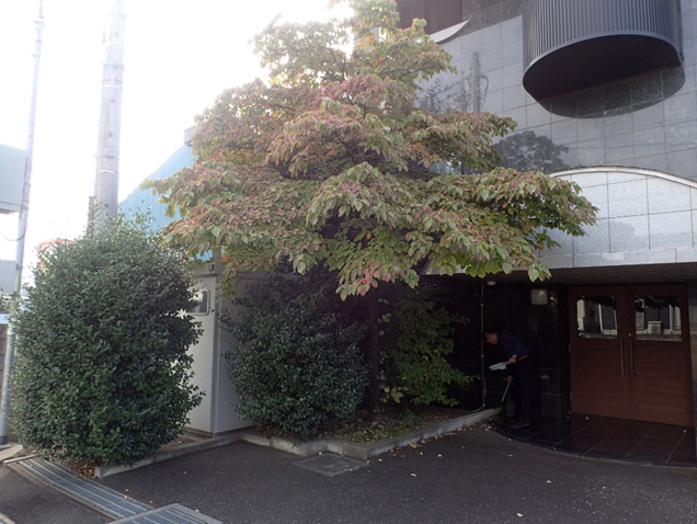建物前の樹木剪定をしました。放っておくと、伸びた枝葉で建物を傷つけてしまいます。