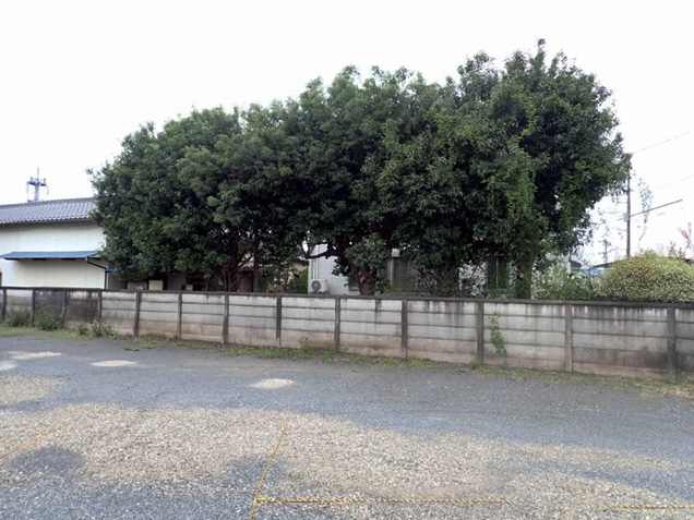 伸びた樹木の剪定をします。倒木の恐れのある大きさなので、強めの剪定を行いました。