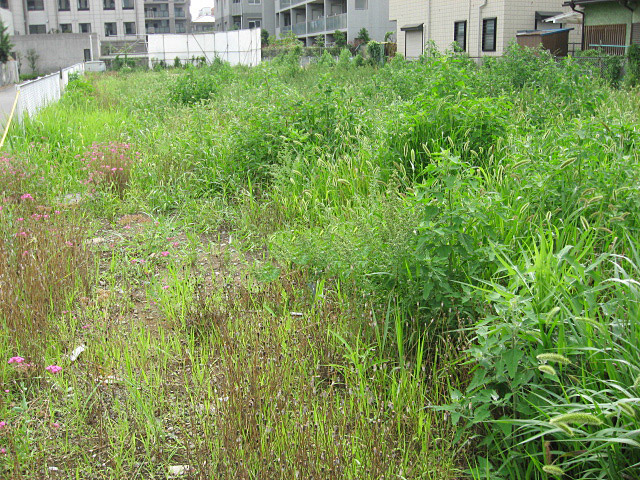 空き地の除草作業前