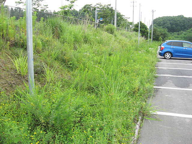 駐車場の法面の草刈り作業前