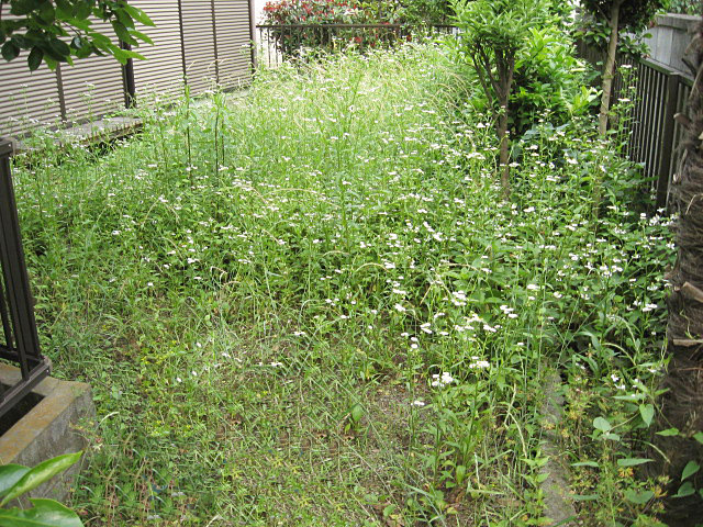 住宅空き家の草刈り除草作業前