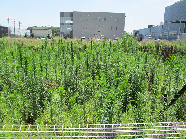 広く手付かずの空地の除草作業前