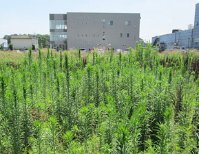 空地や空き家の雑草でお困りの方へ