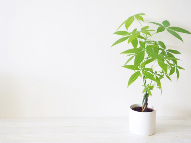 空気を浄化する観葉植物