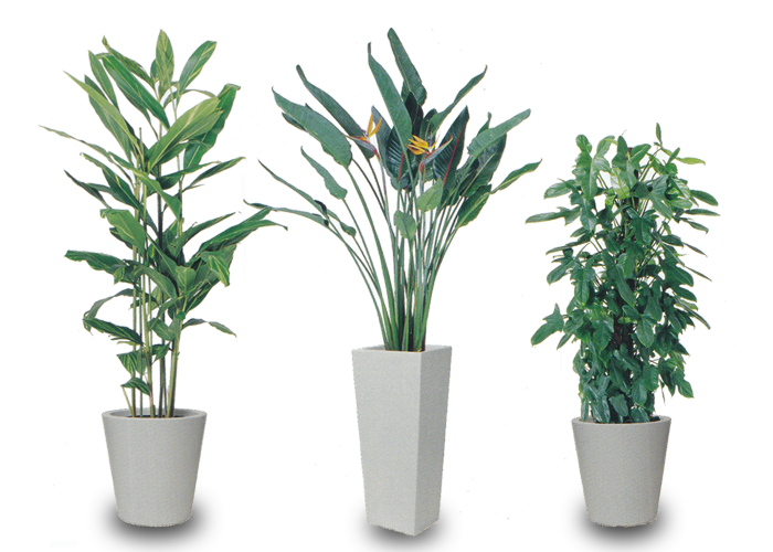 Lサイズ(大鉢)の観葉植物例