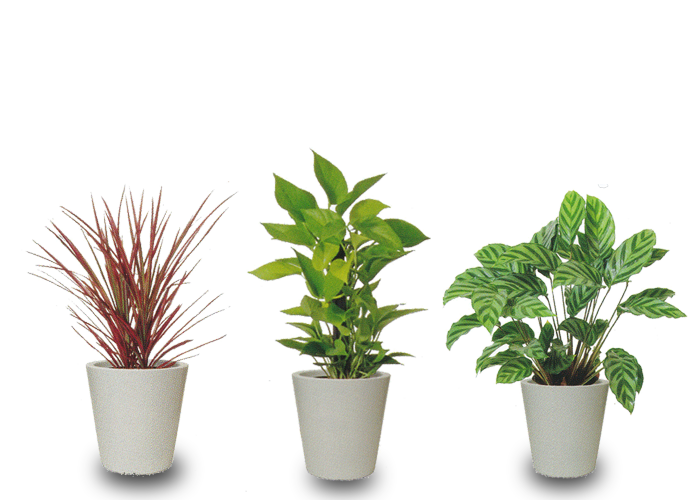 Mサイズ(中鉢))の観葉植物例
