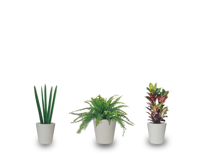 Sサイズ(小鉢)の観葉植物例